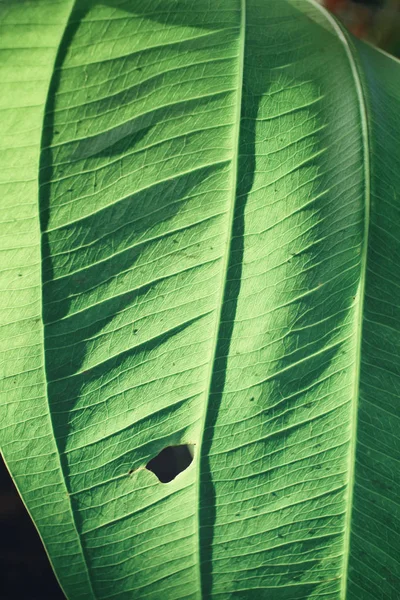 Листья с тенью — стоковое фото