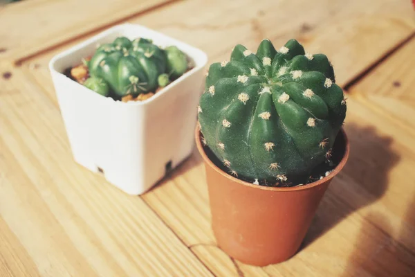 Close up van cactus pot — Stockfoto