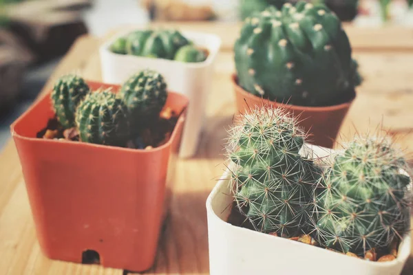 Primo piano del vaso di cactus — Foto Stock