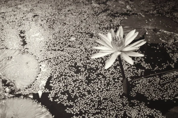 Lotusblomma i dammen — Stockfoto