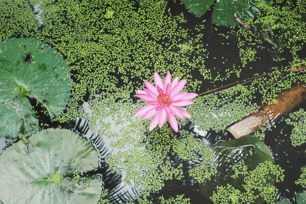 Fleur de lotus dans l'étang — Photo