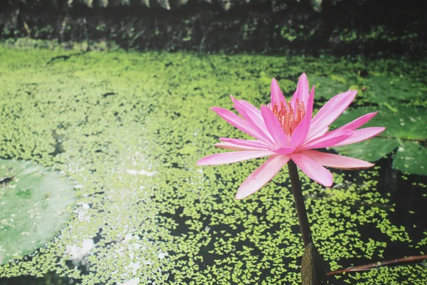 Flor de lótus na lagoa — Fotografia de Stock