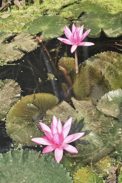 Lotosový květ v jezírku — Stock fotografie