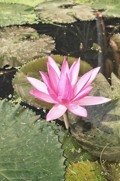Flor de loto en el estanque —  Fotos de Stock