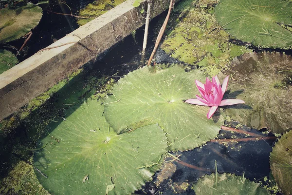 Lotus flower in the pond — Stock Photo, Image