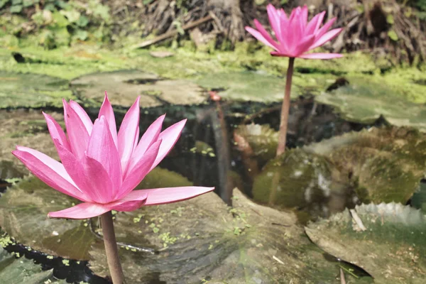 Floare de lotus în iaz — Fotografie, imagine de stoc