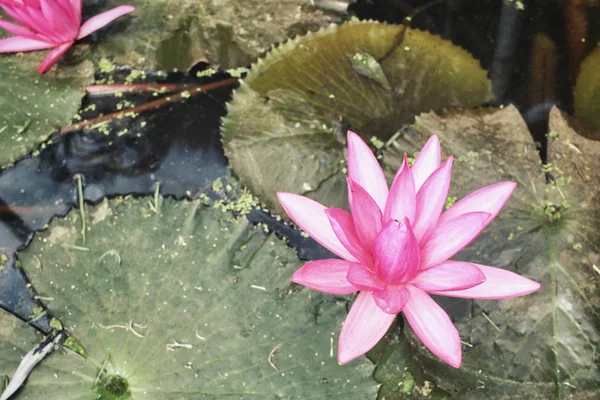 池の蓮の花 — ストック写真