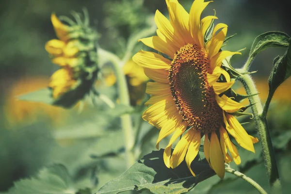 Close up of sunflowers field — Stock Photo, Image