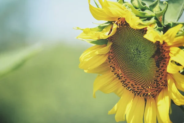 Close up of sunflowers field — Stock Photo, Image