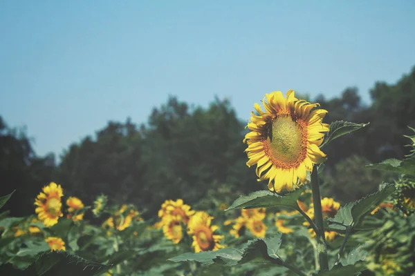 Close up of sunflowers field — Stock Photo, Image