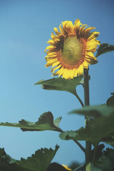 Close up of sunflowers field — Stock Photo, Image