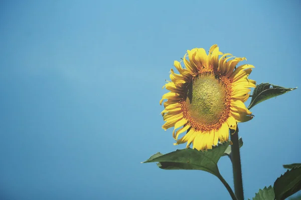 Gros plan du champ de tournesols — Photo