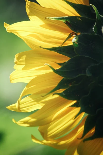 Close up of sunflowers field — Stock Photo, Image