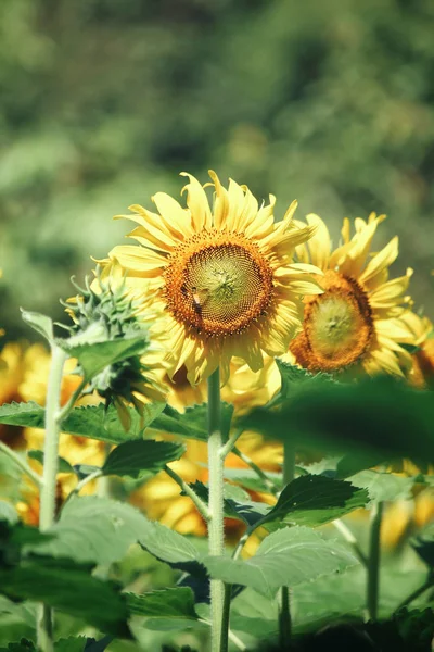 Gros plan du champ de tournesols — Photo