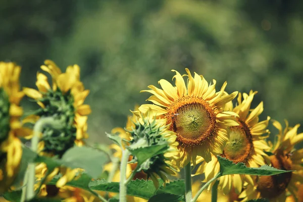 Close up of sunflowers field — Stock Photo, Image