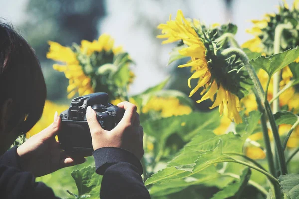 Ayçiçekleri alanı ile fotoğraf çekmek için bir kamera kullanan kadın