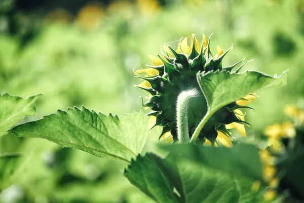 Nahaufnahme des Sonnenblumenfeldes — Stockfoto