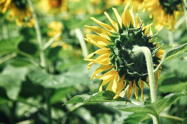 Close up of sunflowers field — Stock Photo, Image