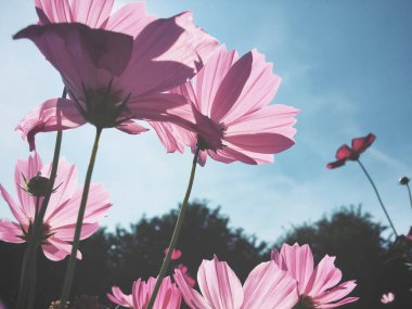 Pembe kozmos çiçekleri