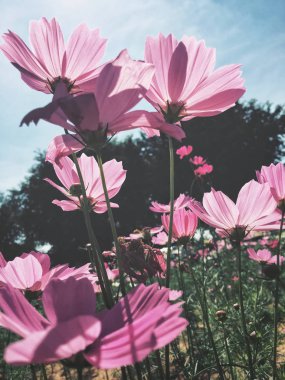 Pembe kozmos çiçekleri