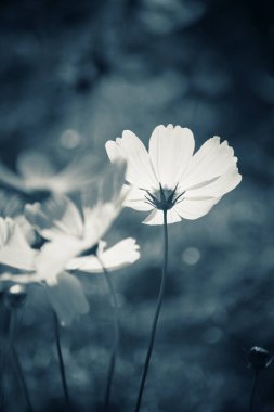 Kozmos çiçeklerine yakın