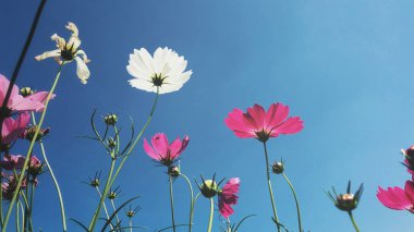 Kozmos çiçeklerine yakın