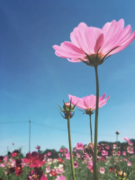 ピンクコスモスの花 — ストック写真