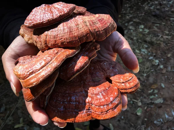 Ganoderma Lucidum - Cogumelo Ling Zhi . — Fotografia de Stock