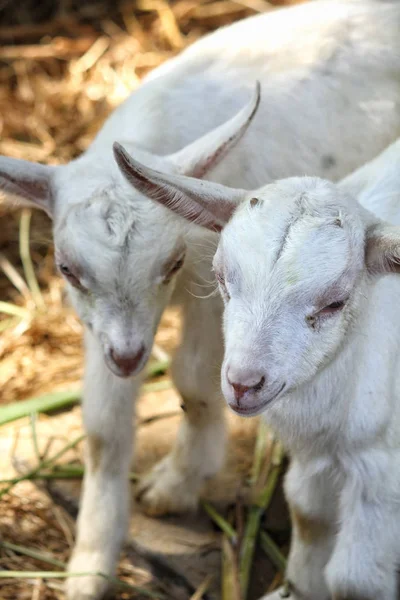 Закрытие козы на ферме — стоковое фото