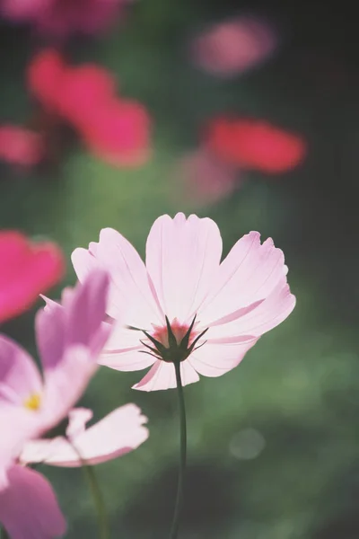 Zavřít kosmu květin — Stock fotografie