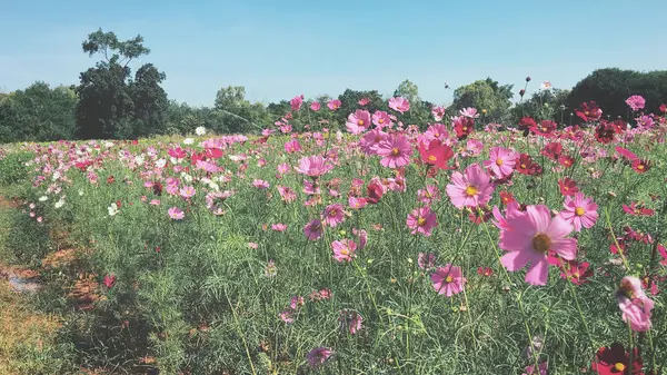 Närbild av kosmos blommor — Stockfoto