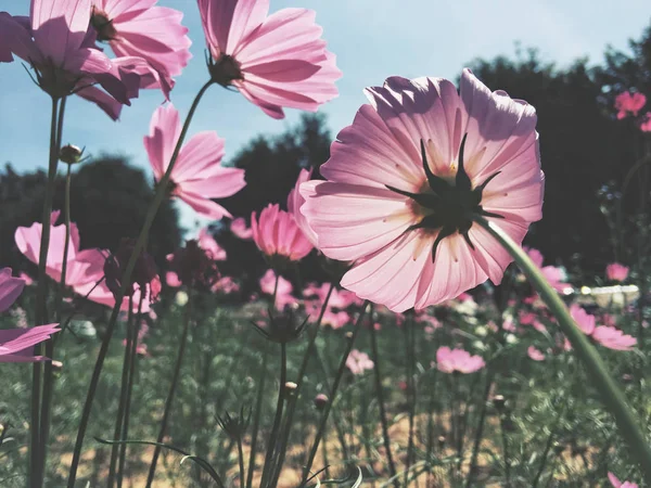 コスモスの花を閉じる — ストック写真