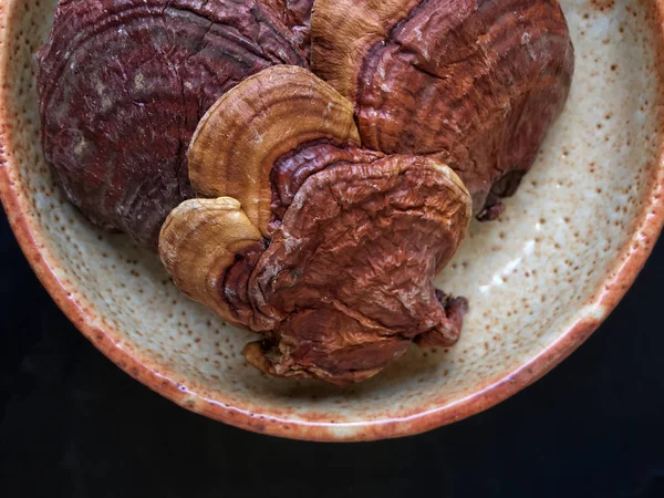 Ganoderma Lucidum - Seta Ling Zhi . —  Fotos de Stock