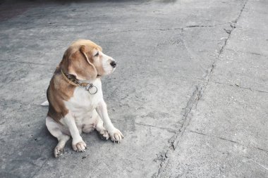 Beagle köpek yakın çekim
