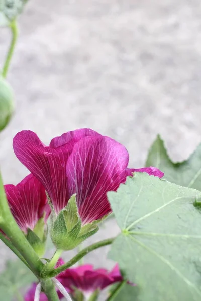 Flor rosa Hollyhock —  Fotos de Stock