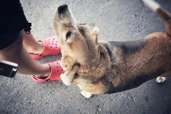 Beagle hund med hand — Stockfoto