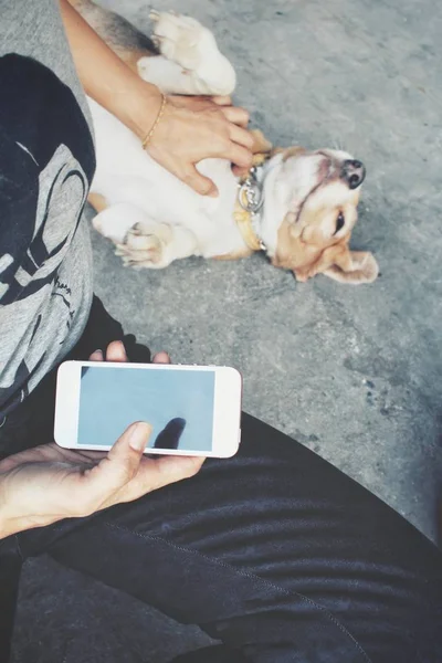 Frau benutzt Smartphone mit Hund — Stockfoto