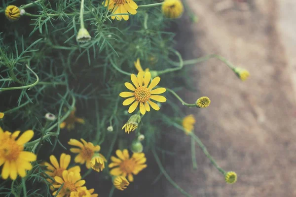 Las flores de margarita - las flores amarillas —  Fotos de Stock