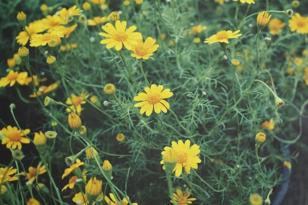 Цветы ромашки - желтые цветы — стоковое фото