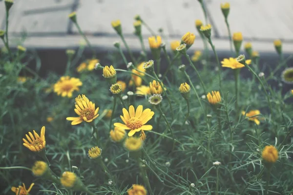 Daisy flowers - gele bloemen — Stockfoto