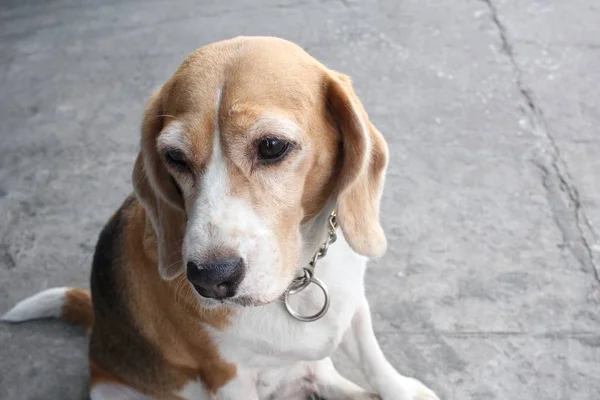 Zbliżenie na psa rasy beagle — Zdjęcie stockowe