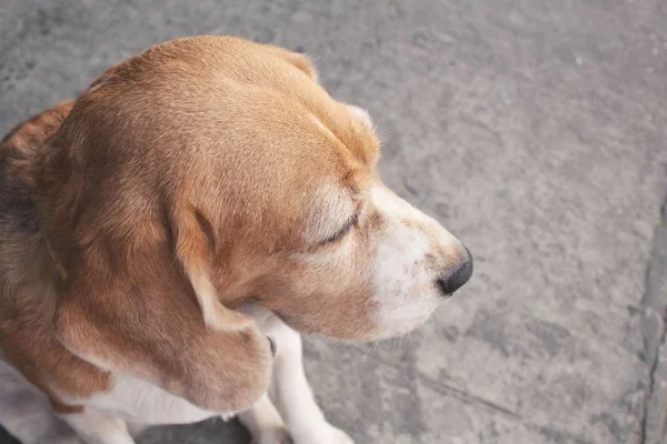 Close up van beagle hond — Stockfoto