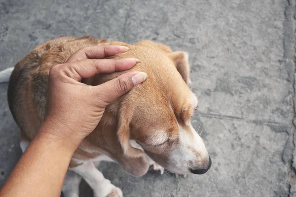 Close up of beagle dog — Stock Photo, Image