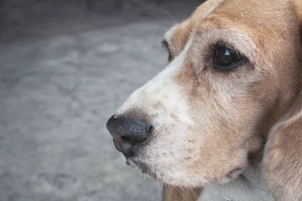 Primer plano del perro beagle —  Fotos de Stock