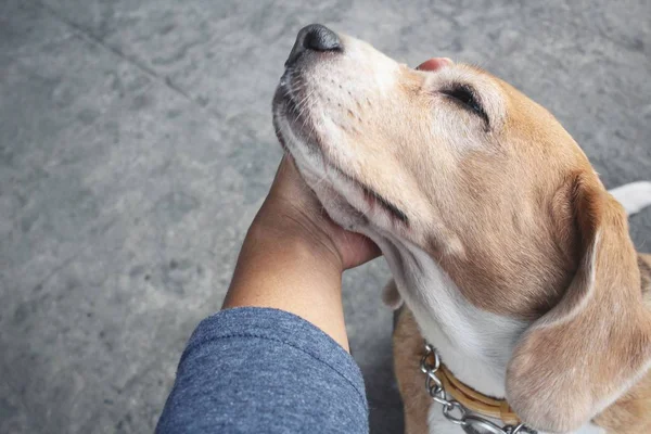 Primer plano del perro beagle —  Fotos de Stock