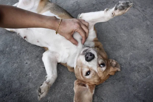 Närbild av beaglehund — Stockfoto