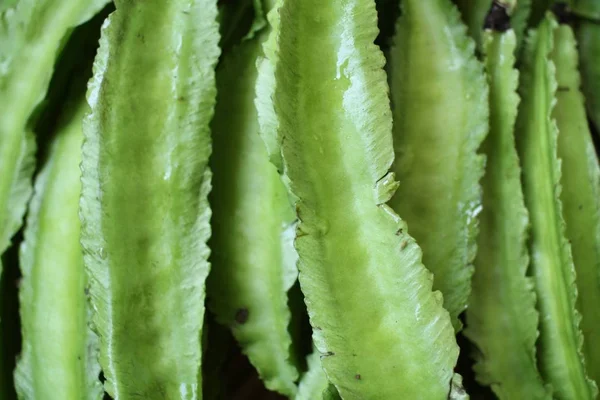 Primer plano de frijol alado — Foto de Stock