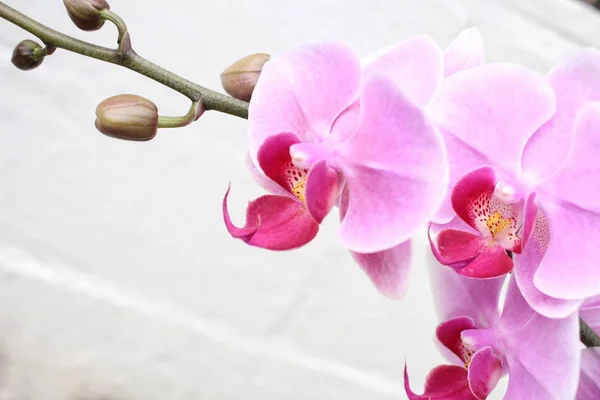 Gros plan de l'orchidée rose — Photo
