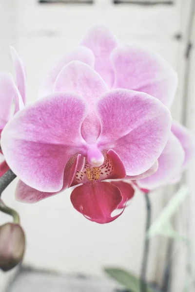 Közelről rózsaszín orchidea — Stock Fotó
