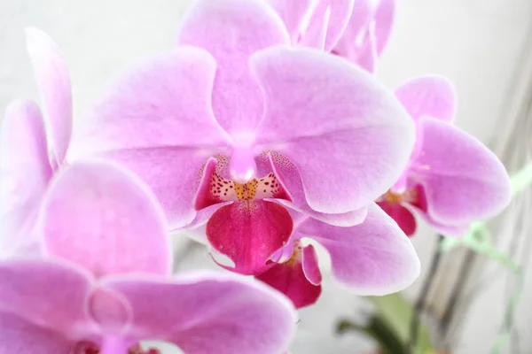 Közelről rózsaszín orchidea — Stock Fotó